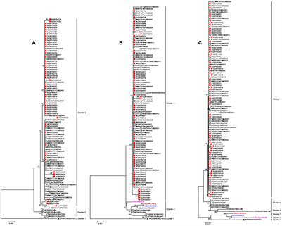 Molecular Characteristics of Human Adenovirus Type 3 Circulating in Parts of China During 2014–2018